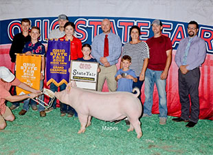 Champion Yorkshire & 5th Overall Barrow – 2022 Ohio State Fair