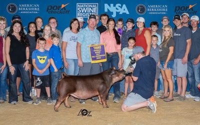 3rd Overall (Champion Division 3) Duroc Gilt – 2022 Exposition Junior Show – Des Moines, IA