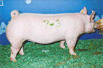 Grand Champion & Top Selling York Gilt – 2019 Fall Classic – Duncan, OK