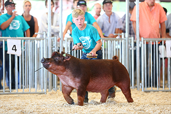 Grand Champion Overall Breeding Gilt – 2020 SD State Fair 4-H Show, Grand Champion Overall Market Gilt – 2020 SD Summer Spotlight