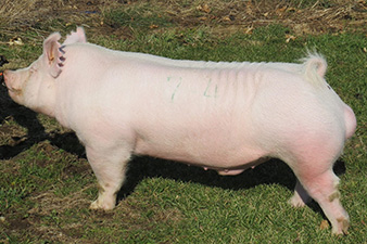 “Take Notice” Grand Champion & top Selling Yorkshire Boar – 2013 Fall Classic – Duncan , OK