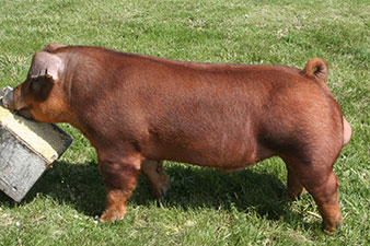 CDO5 HE’S IT 276-8