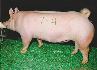 Champion Yorkshire Gilt – 2012 Fall Classic – Duncan, OK