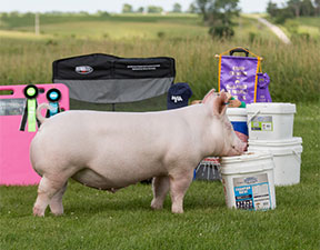 High Point Yorkshire Market Hog – 2014 Iowa Junior Swine Circuit