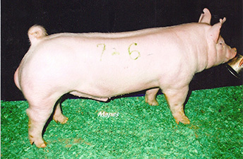 Champion Yorkshire Boar – 2011 Fall Classic – Duncan, OK