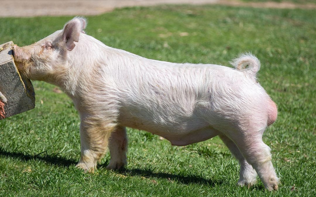 GABR2 Instant Awe 21-1