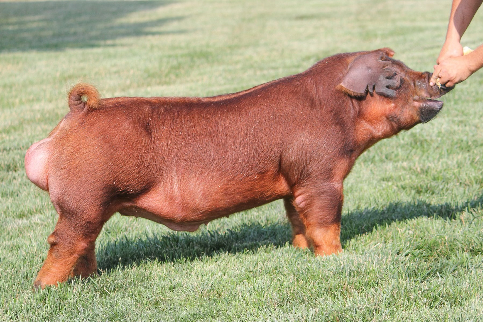 Taylor Made Taylor Made