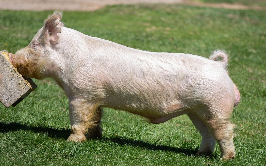 CDO2 The Natural 57-7