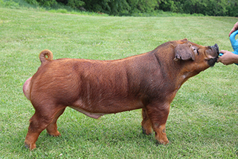 “Jackrabbit” – 10,000 Duroc Boar