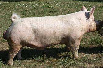 LMO1 MOORE POWER 5-6