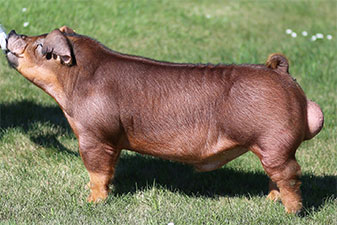 “Pioneer” – $40,000 Duroc Boar