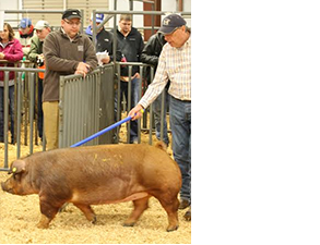 Champion & Top Selling Duroc Gilt – 2015 SWTC – Belton, TX