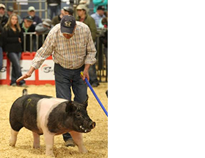 1st Place Crossbred Boar – 2015 SWTC – Belton, TX