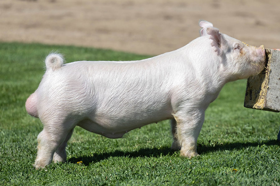 CDO4 PILE IT ON 235-4